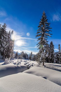 karlı dağ ağaçta 