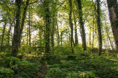 Güneşli bir günde yeşil orman arka planı