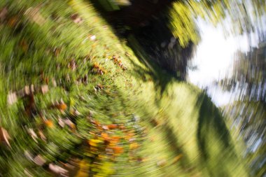 Parkta yeşil ağaçlar ve çimenler