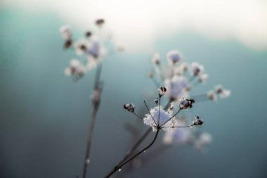  Kış arka planında karlı çiçekler, kapatın