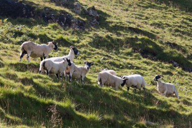 herd of sheep on the meadow background