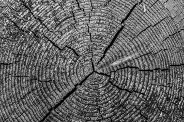 Kesit bagaja kırık çam ağacı