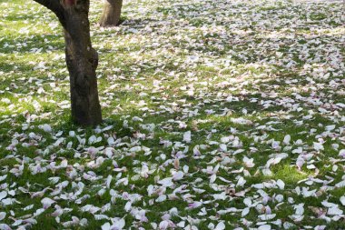 Parkta bahar çiçekleri ve yeşil çimenler