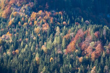 aerial view of the forest with trees.