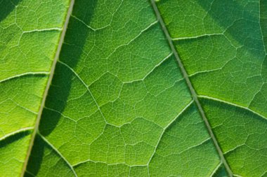 Arka planda yeşil yaprak, yakın