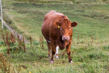 Arka planda otlayan inek.