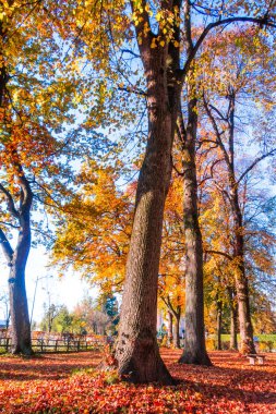 Sonbaharda güzel bir orman, güneşli bir gün.