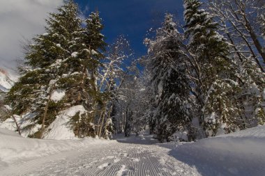 Dağlarda karlı ağaçlar