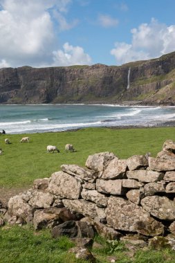 beautiful landscape with sea and sheep