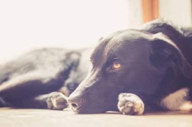 Tatlı siyah köpek yerde uzanıyor ve dinleniyor.