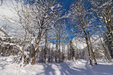 Dağlarda karlı ağaçlar