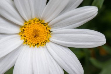 Yeşil arkaplanda beyaz papatya çiçeği