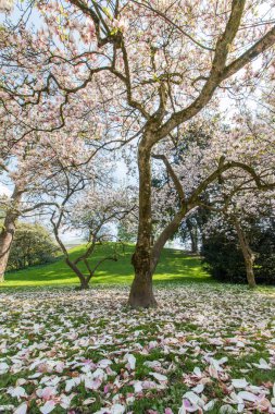 Baharda çiçek açan manolya ağacı, pembe güzel çiçekler