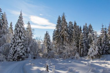 karlı dağ ağaçta 