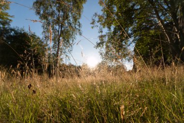 Arkaplanda yeşil alan ve mavi gökyüzü, kapatın