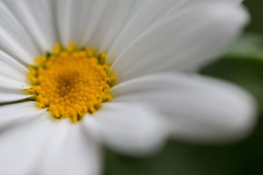 Yeşil arkaplanda beyaz papatya çiçeği