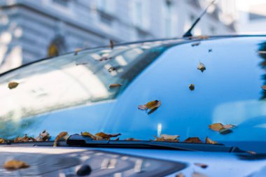 Pencerenin arka planında sonbahar yaprakları