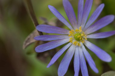 Arka planda menekşe çiçeğinin yakın çekimi