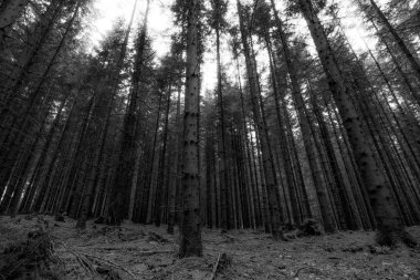 Güneşli bir günde arka planda çam ağaçları