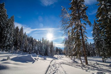 karlı dağ ağaçta 