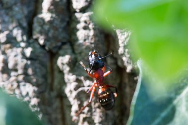 hata arkaplanda, kapat