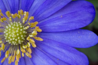 Arka planda güzel mavi çiçek