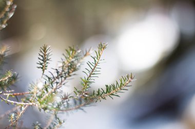 Kış zamanı bir çam ağacına yakın çekim