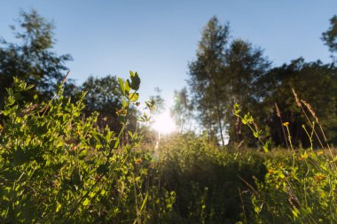 Arkaplanda yeşil alan ve mavi gökyüzü, kapatın