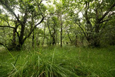 Yeşil ağaçlı güzel orman