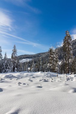 Dağlarda karlı ağaçlar