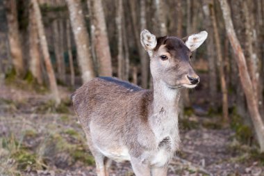 Sevimli geyik ayakta ormandaki