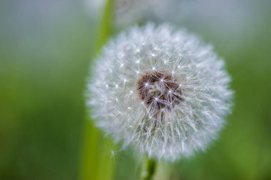 Arka planda karahindiba çiçeğinin yakın çekimi