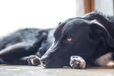 Siyah köpek yerde yatıyor.