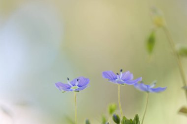 Arka plan üzerinde güzel mavi çiçekler