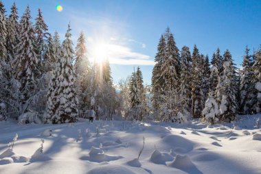 Dağlarda karlı ağaçlar