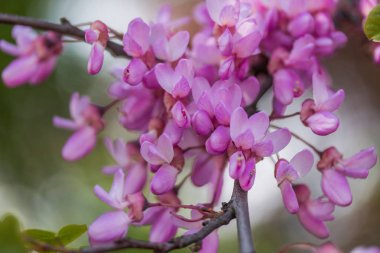 Pembe çiçek açan kiraz çiçeklerinin resmini kapat. 