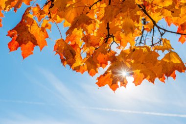 Sonbahar yapraklı soyut arkaplan.