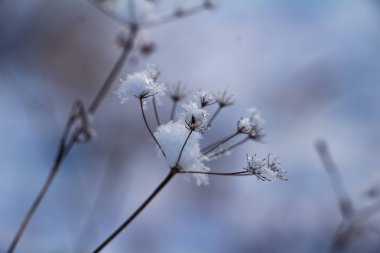 Arka planda kardaki kış bitkileri, kapatın.