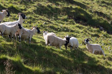 herd of sheep on the meadow background