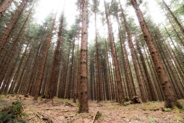Güneşli bir günde arka planda çam ağaçları