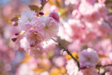 Pembe çiçek açan kiraz çiçeklerinin resmini kapat. 