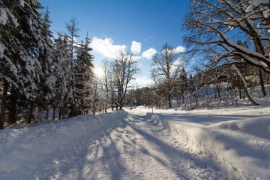 Dağlarda karlı ağaçlar