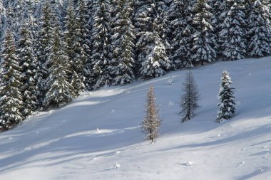Dağlarda karlı ağaçlar