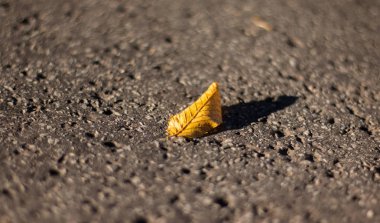 Kahverengi kuru bir yaprağın üzerini kapat.