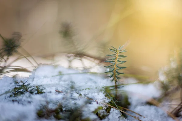 Wunderschöne Winterlandschaft Mit Schneebedeckten Pflanzen — Stockfoto