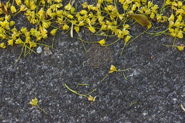 Fleurs Jaunes Sur Sol Gros Plan — Photo