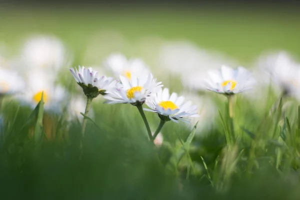 Madeliefje Bloemen Een Groene Weide — Stockfoto