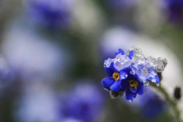 Belas Flores Azuis Sob Neve Fundo — Fotografia de Stock