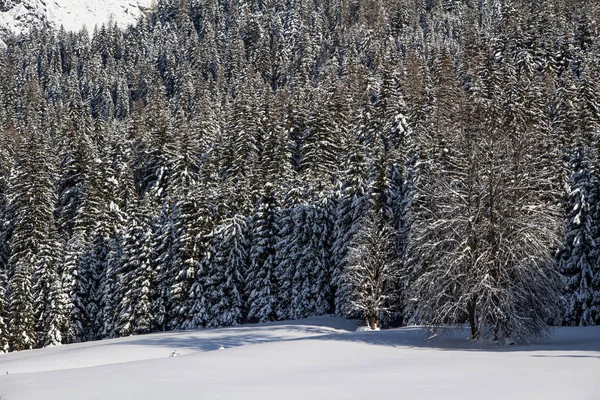 Snöiga Träd Fjället — Stockfoto