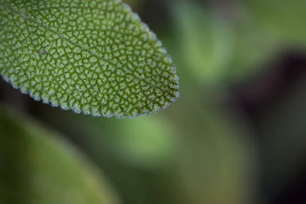 Green Leaf Background Close — Stock Photo, Image